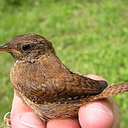 Winter Wren